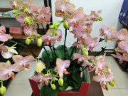 為什么說2026年要鼓勵本科生考研？